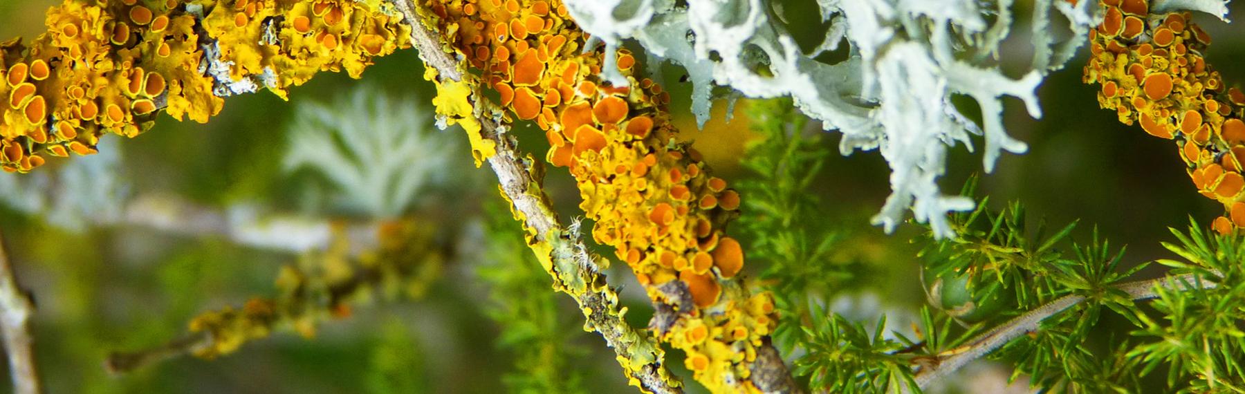 Foto: Pixabay / CreativeCommons lavar på gren