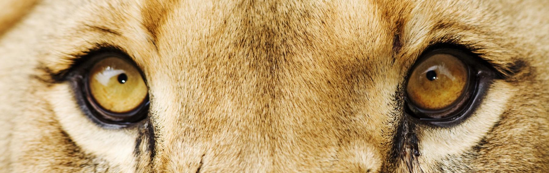 © Martin Harvey/WWF Lejon