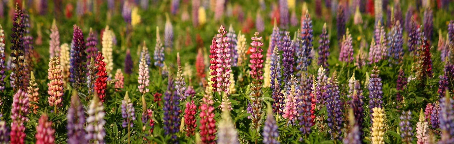 Blomsterlupin