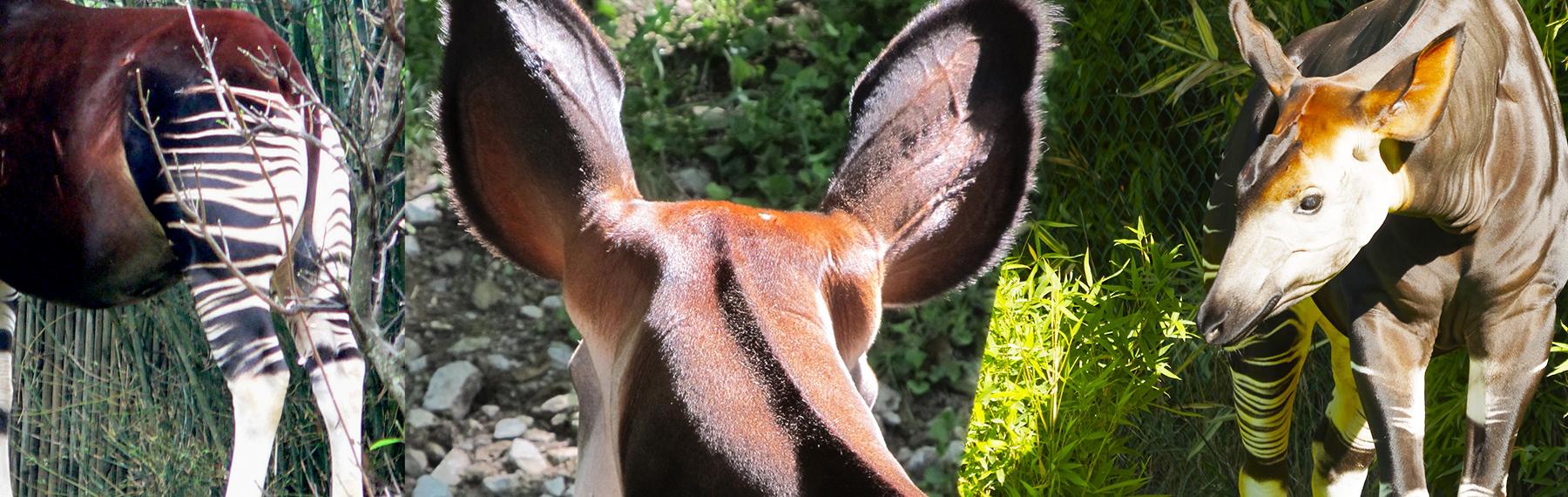 (cc) wikimediacommons / Raul654 (cc) Pixabay / Creative Commons Okapi