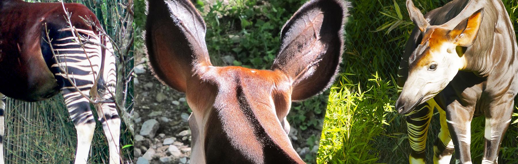 Okapi