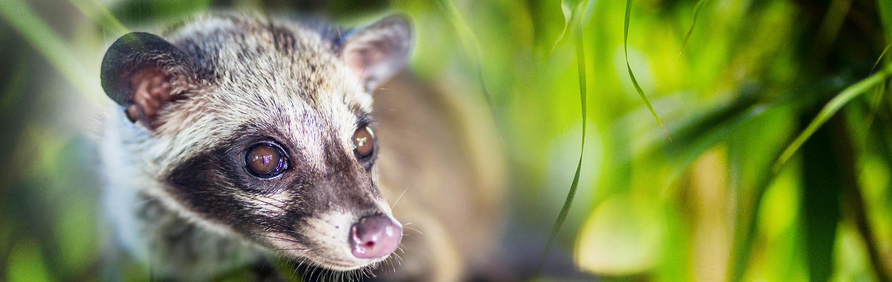 © Shutterstock / trubvin / WWF (montage) palmmård