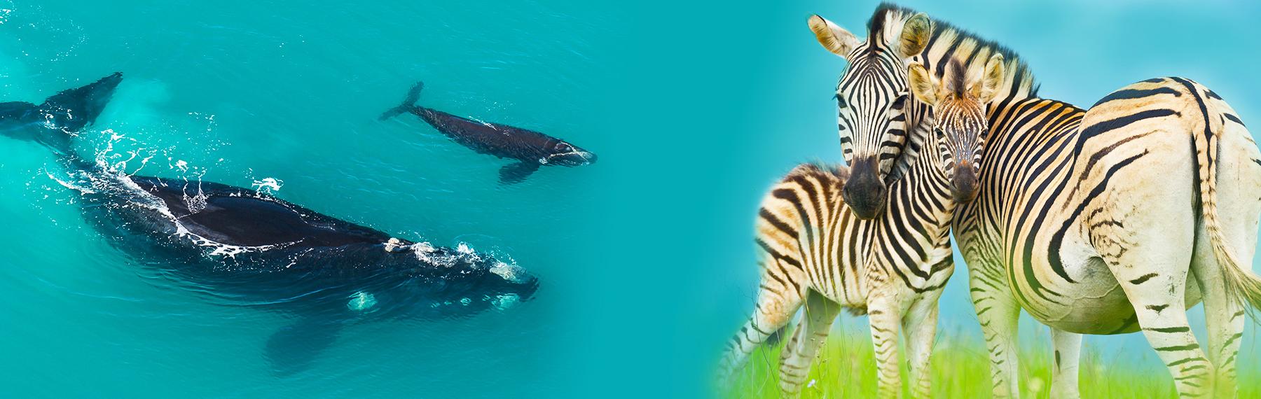© Peter Chadwick / WWF valar och zebror