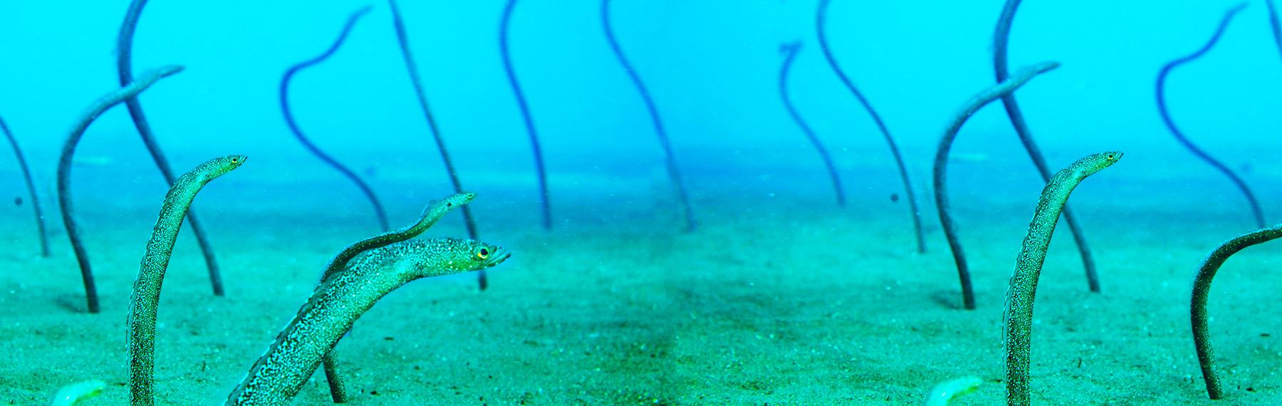 © Jürgen Freund / WWF Rörål