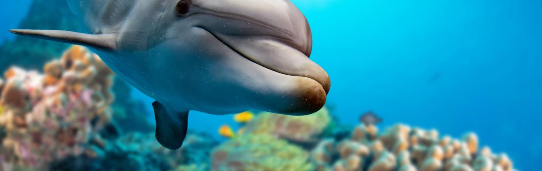 © Andrea Izzotti / Shutterstock.com Delfin