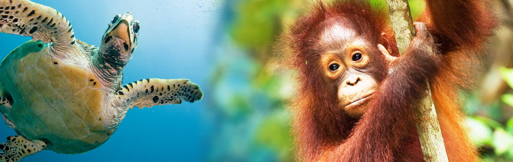 © pixabay/creative commons & naturepl.com / Anup Shah / WWF havssköldpadda och orangutang