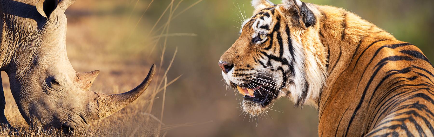 © Martin Harvey / WWF © Jeff Goldberg noshörning och tiger
