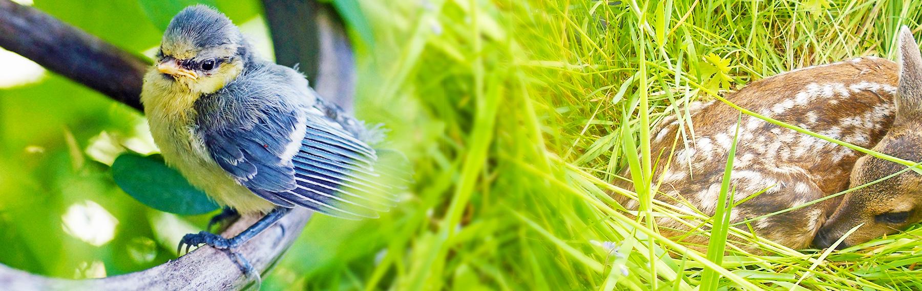Foto: pixabay/creativecommons fågelunge rådjurskid