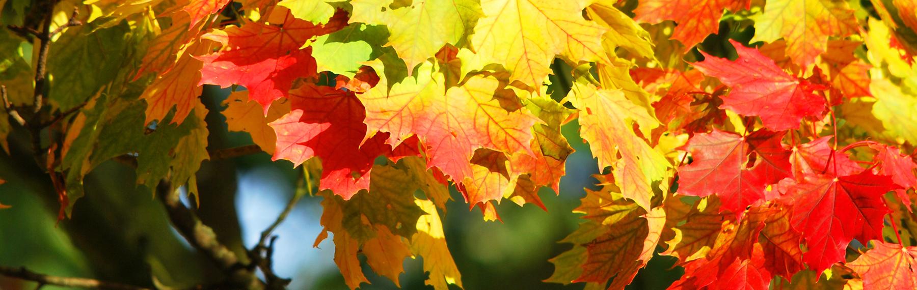 Foto: pixabay/creativecommons höstlöv