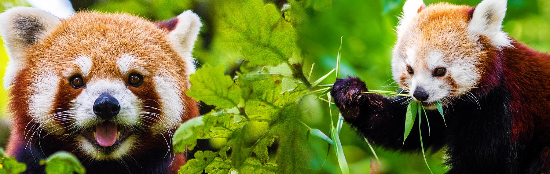 kattbjörn röd panda