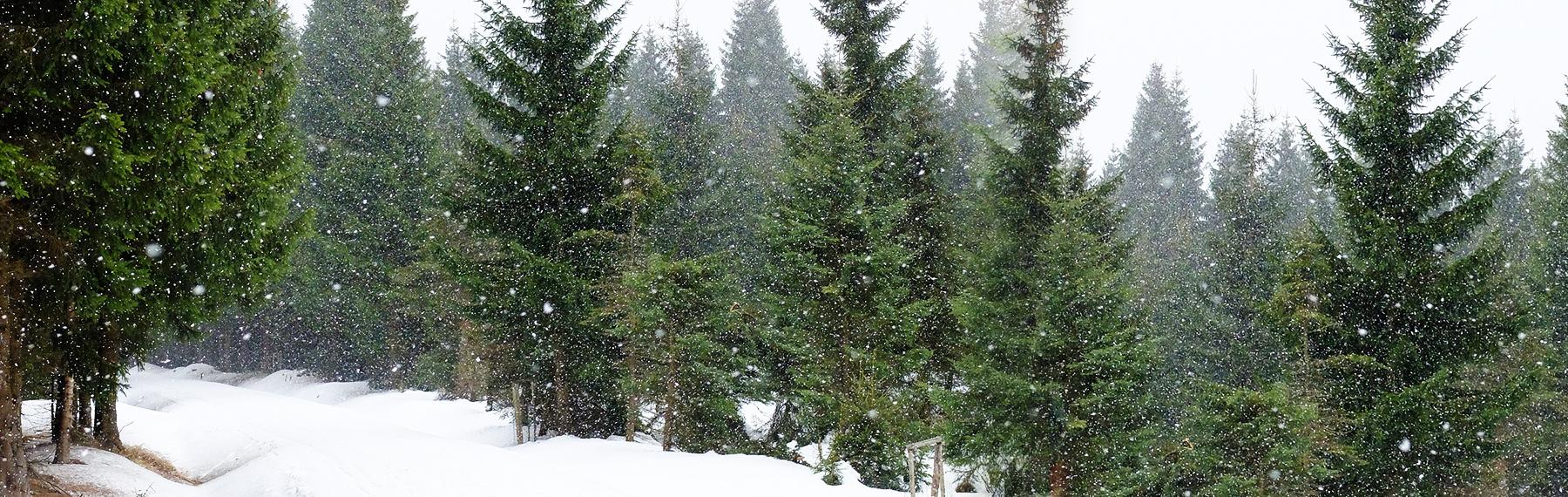 granskog i snö