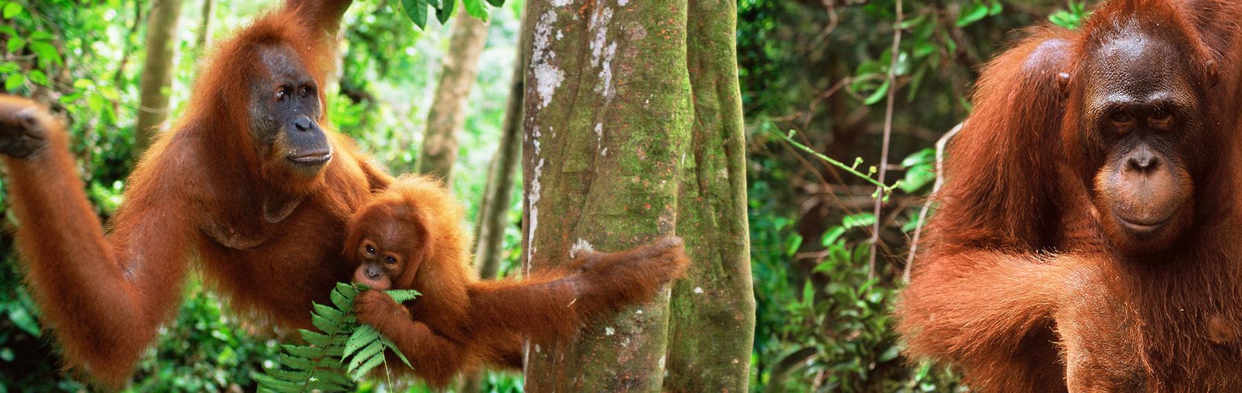 © naturepl.com / Anup Shah / WWF © Alain Compost / WWF orangutanger