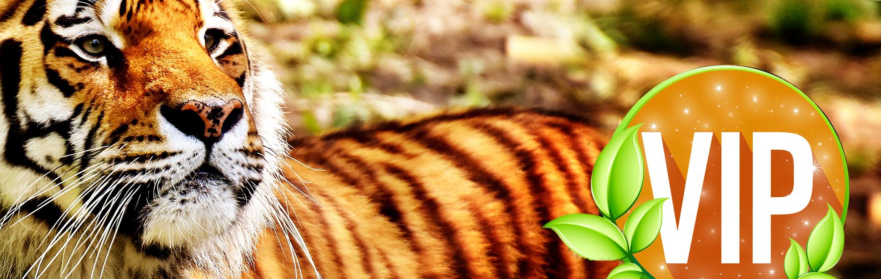 Foto: pixabay/creativecommons Medlemskap i Panda Planet
