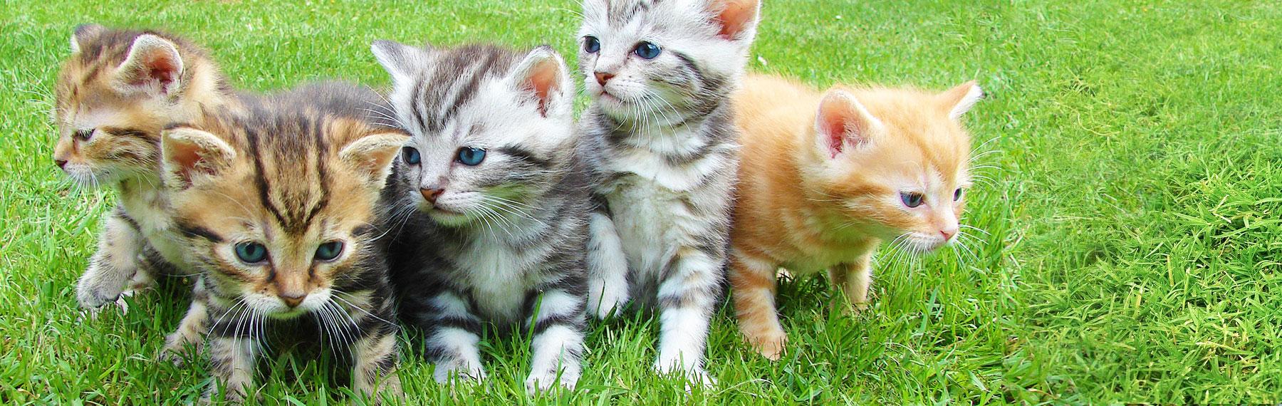 Foto: pixabay/creativecommons kattungar