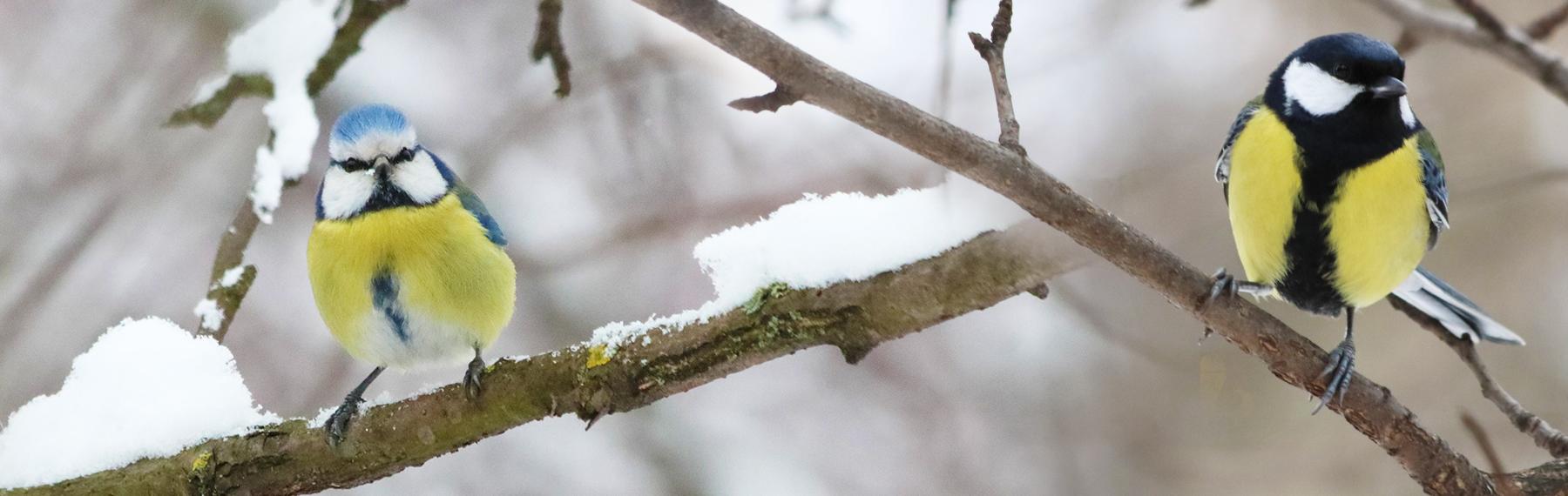 Foto: pixabay/creativecommons Blåmes och talgoxe