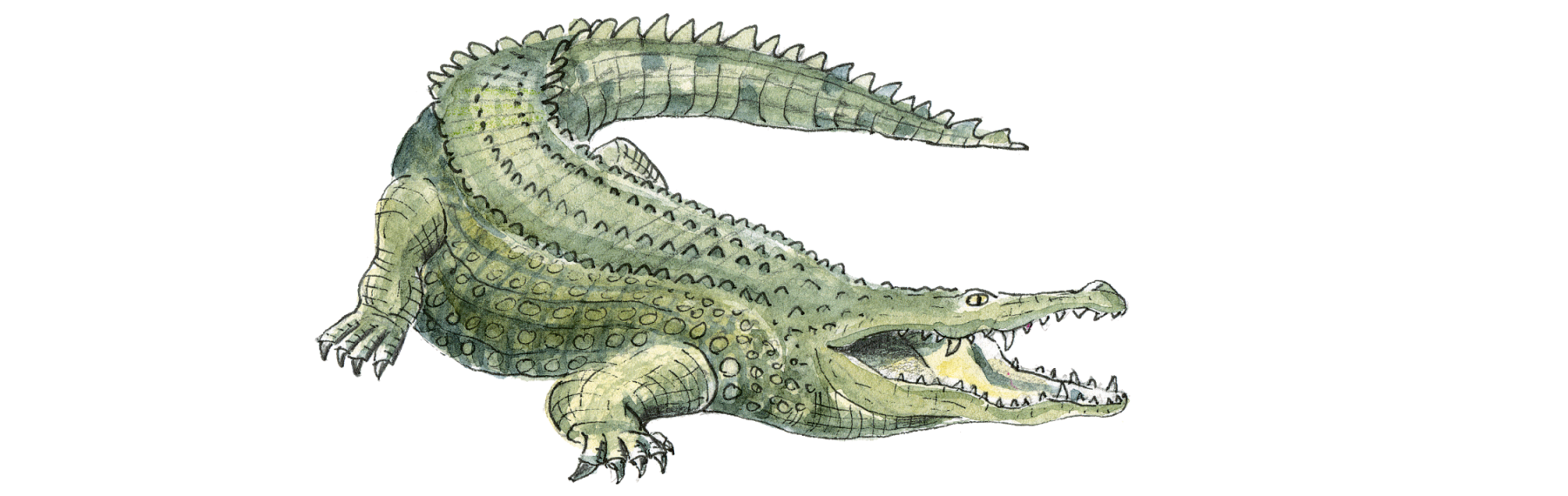 Krokodil