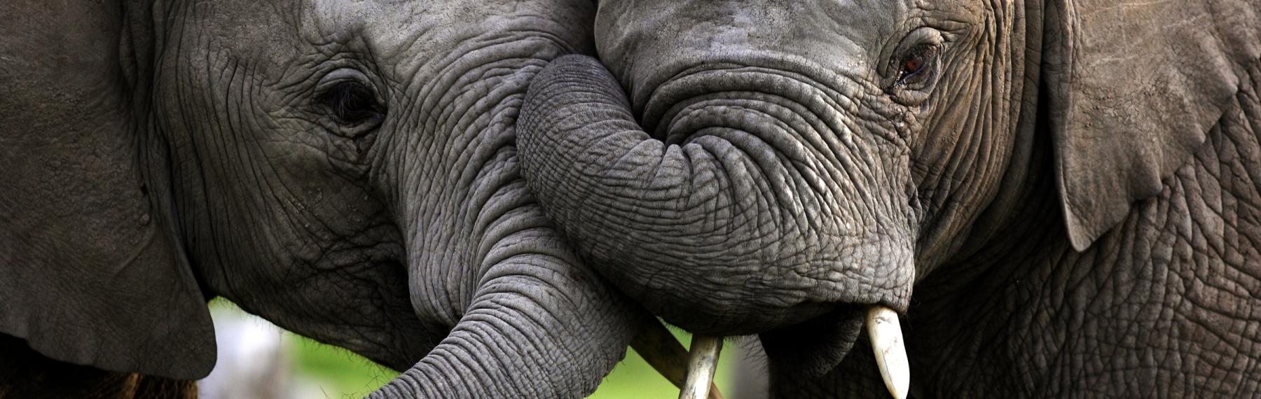 © Shutterstock / Jonathan Pledger / WWF-Sweden Elefanter