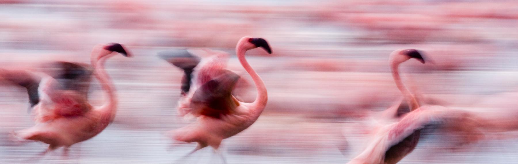 Flamingos som springer