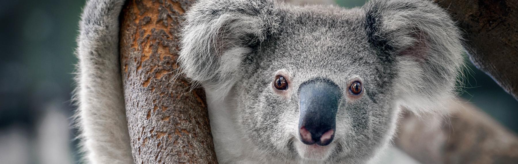 Koala