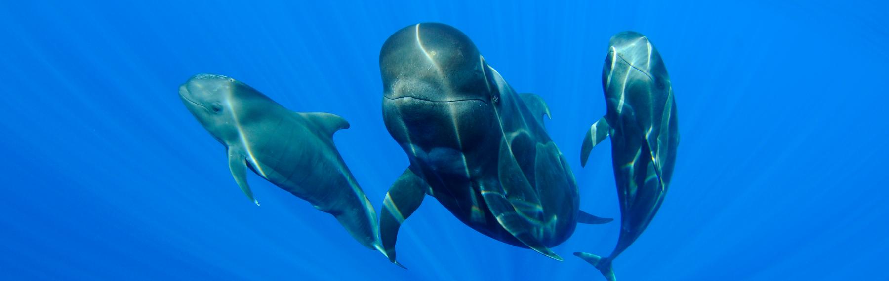 Long-finned pilot whale 