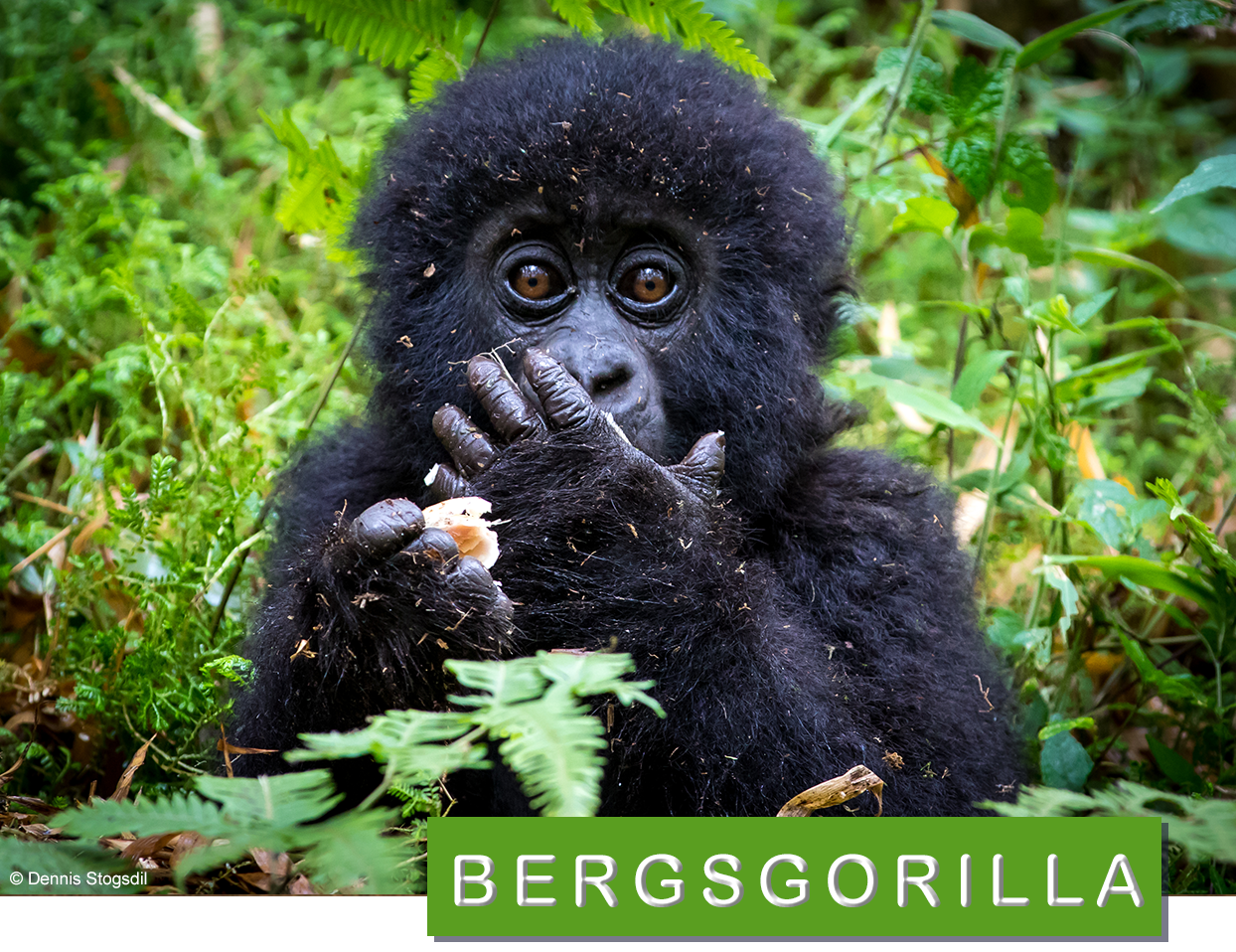 Bergsgorilla