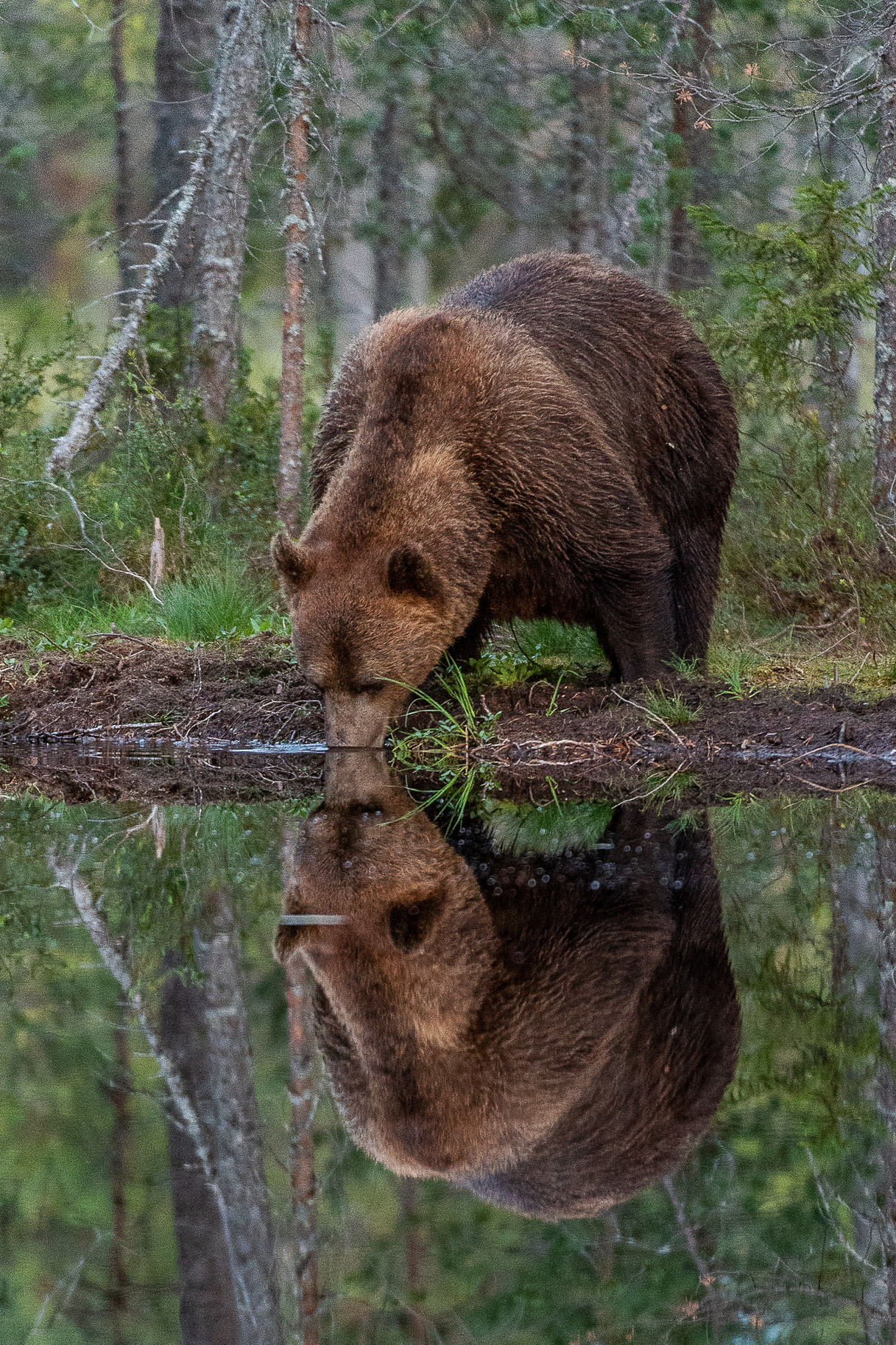 Brunbjörn dricker vatten