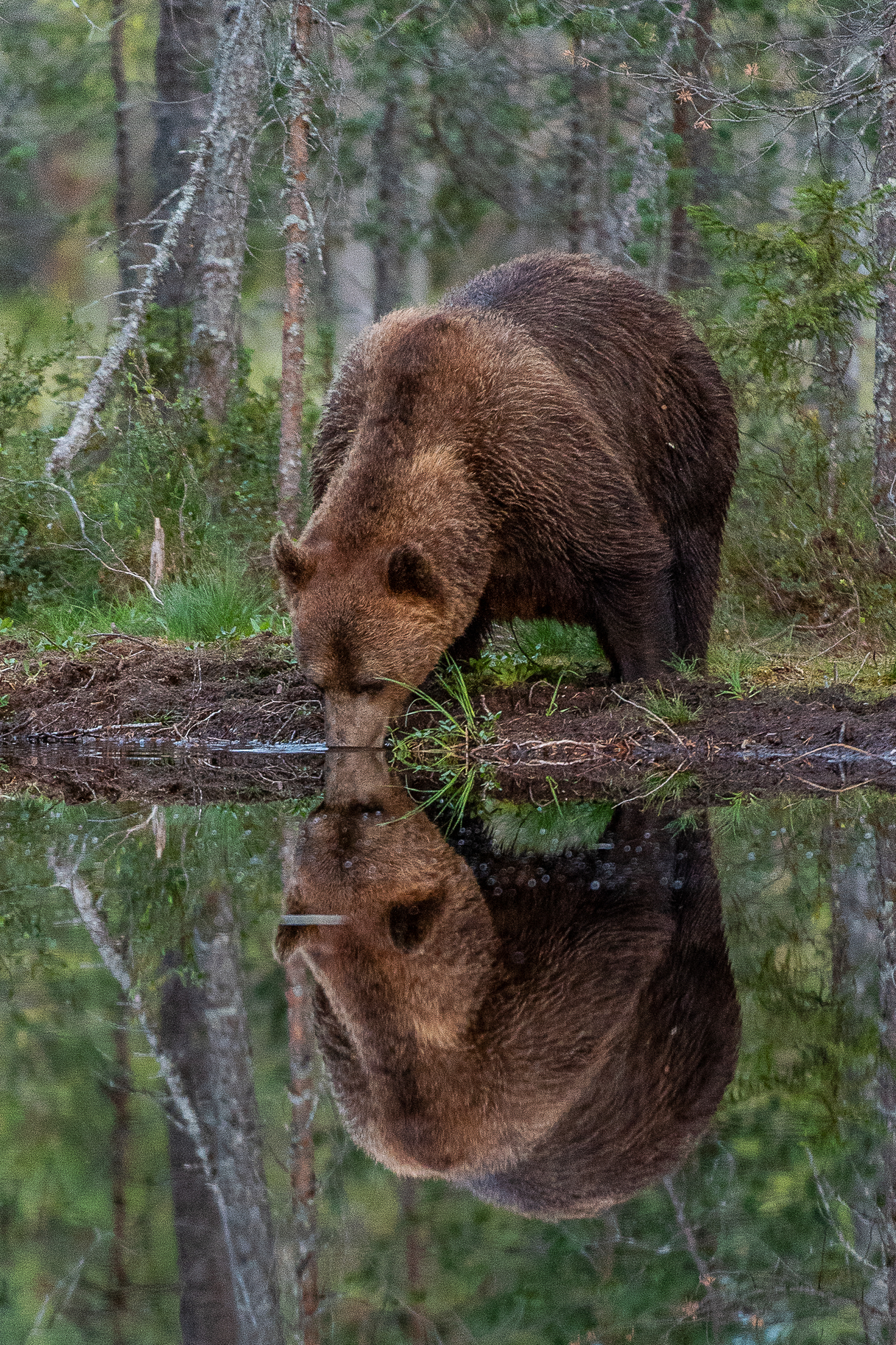 © Ola Jennersten / WWF-Sweden Brunbjörn dricker vatten