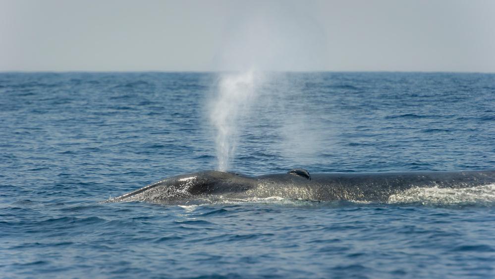 © Richard Barrett/WWF-UK Blåval