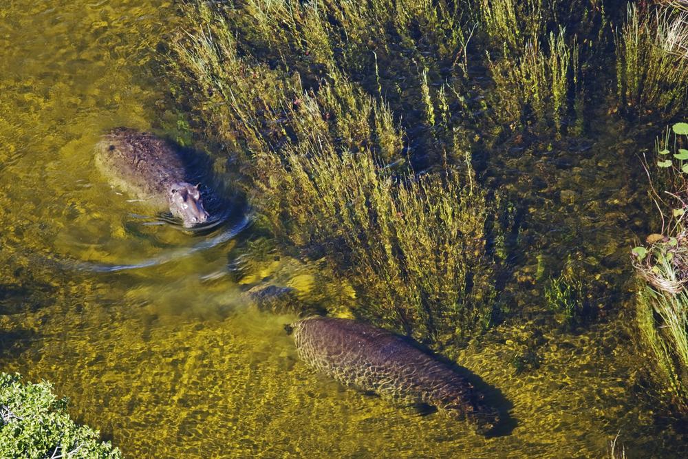 © Martin Harvey / WWF Flodhästar under vattnet