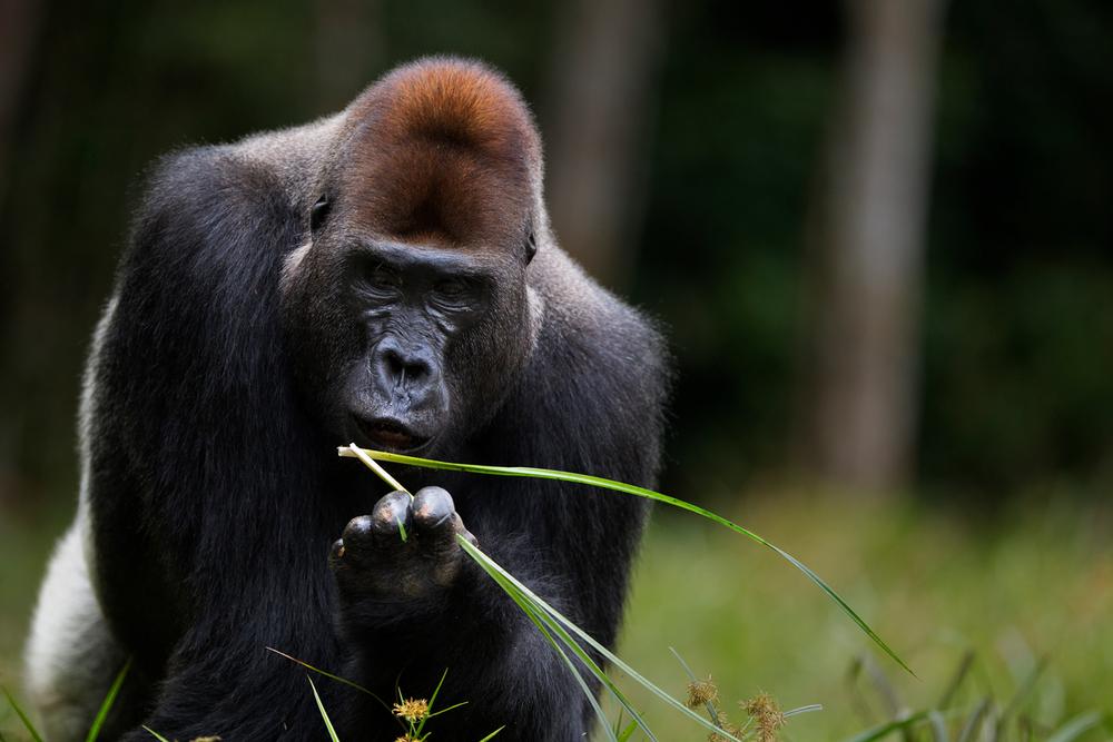 © naturepl.com /Anup Shah/WWF Gorilla