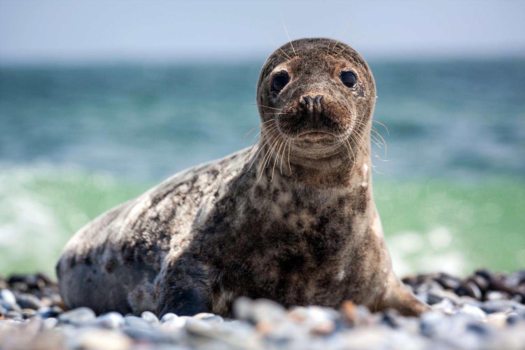 Gråsäl. Foto: Shutterstock jurra8 WWF Gråsäl. Foto: Shutterstock jurra8 WWF