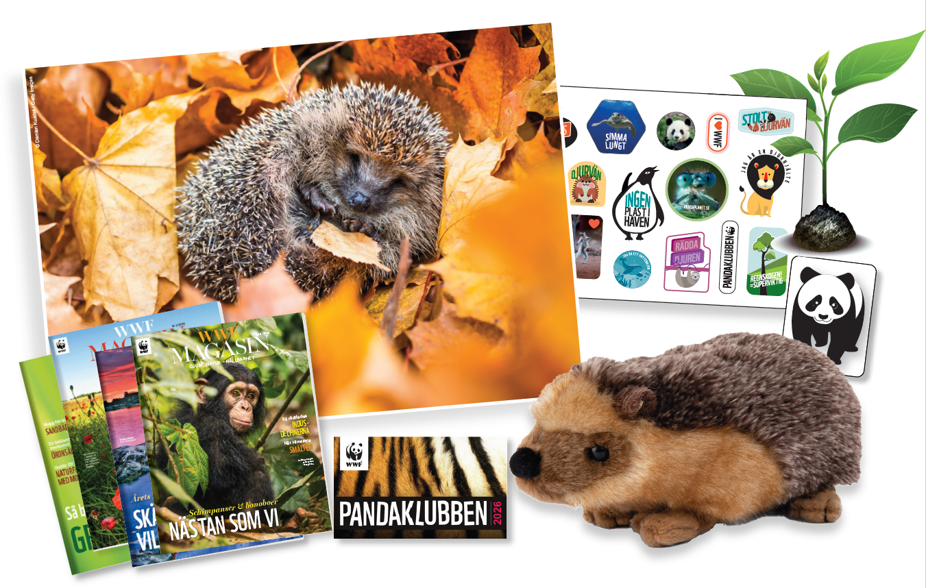 Välkomstpaket 2026