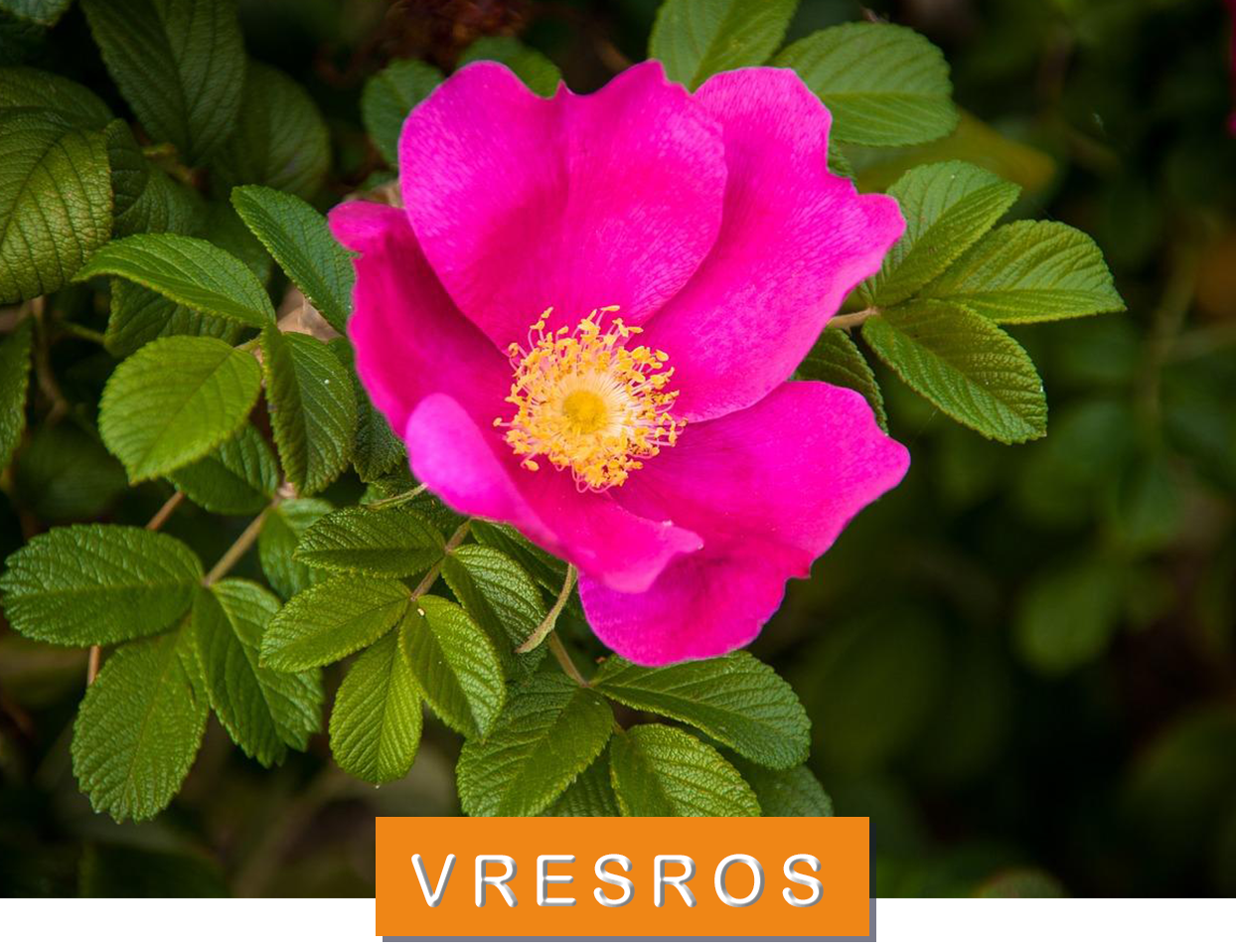 Vresros