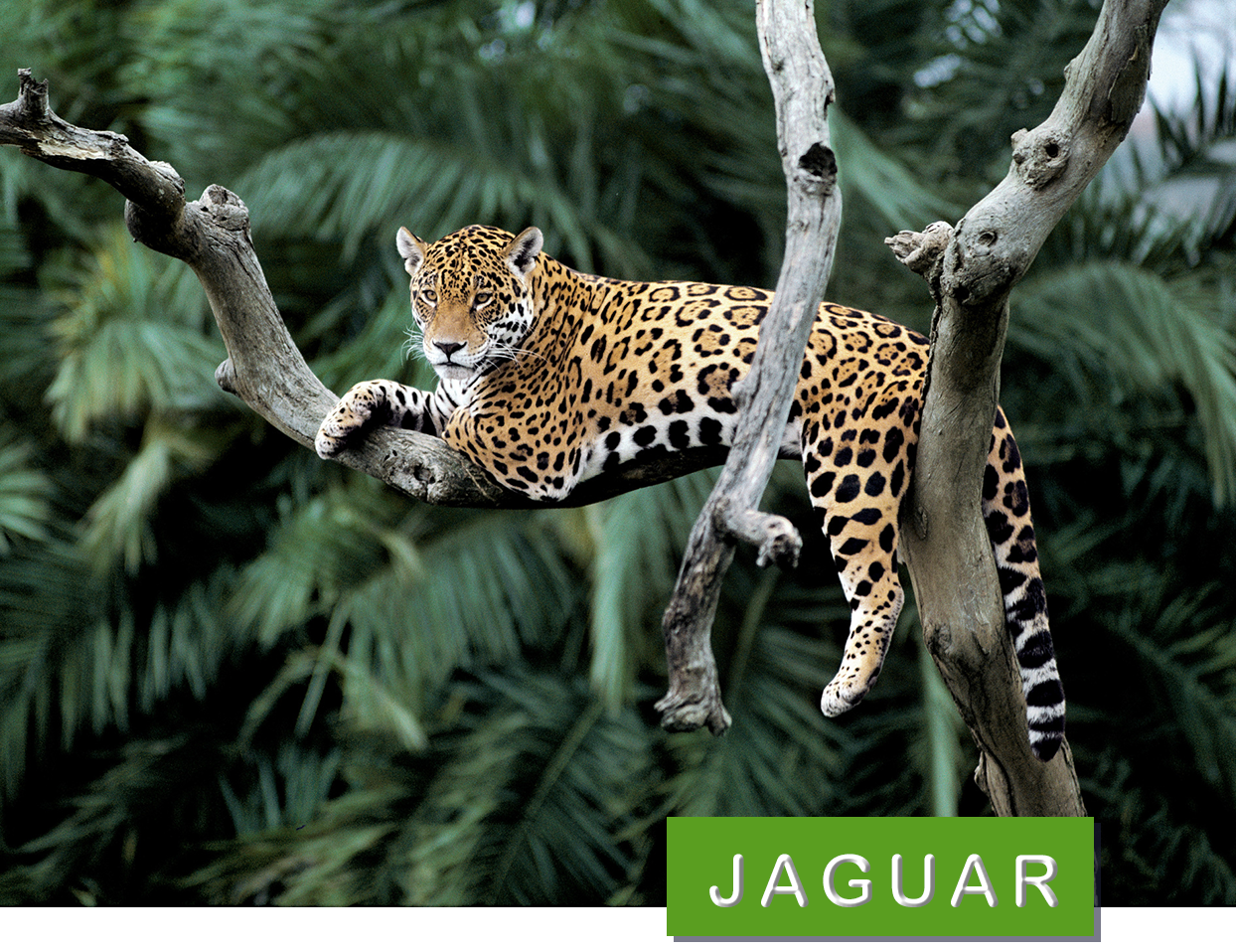 Jaguar i träd
