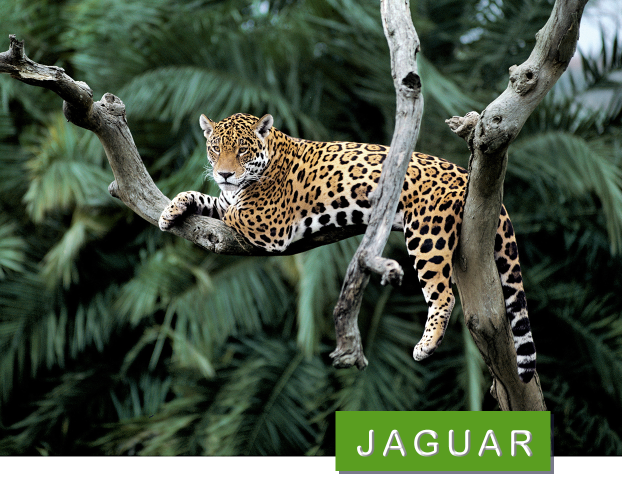 © Y.-J. Rey-Millet / WWF Jaguar i träd