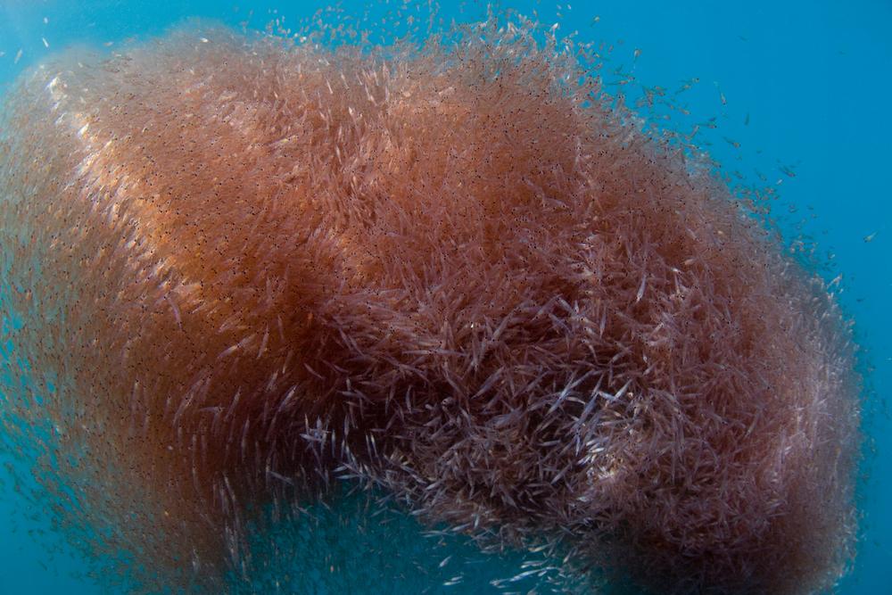 © naturepl.com/Visuals Unlimited/WWF Krill