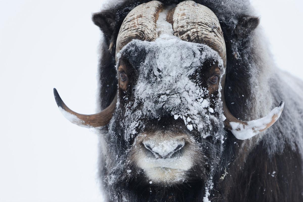 © Wild Wonders of Europe / Munier / WWF Myskoxe i snö