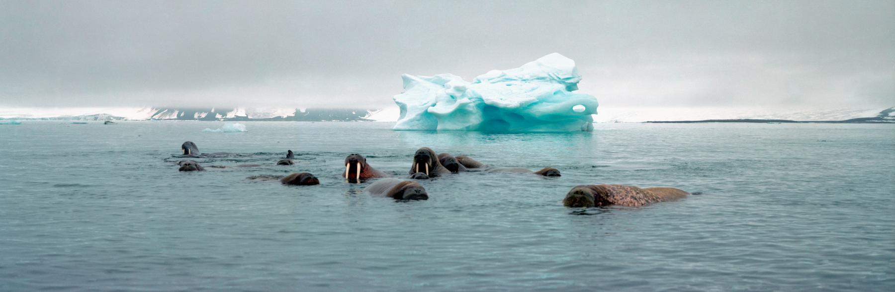 © Wim van Passel / WWF Valrossar