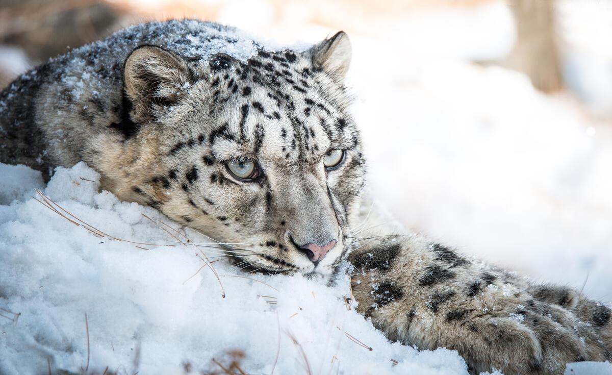 © Muhammad Osama / WWF-Pakistan Snöleopard