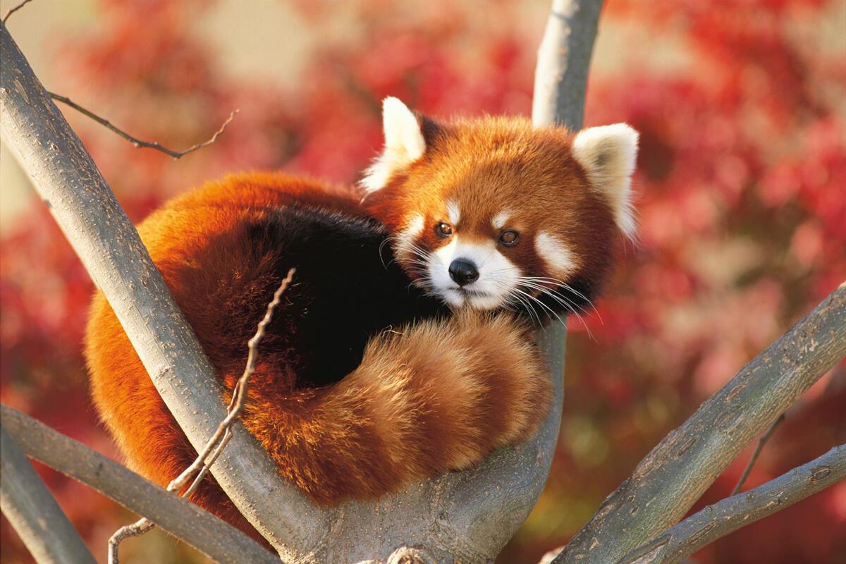 © naturepl.com / Nature Production / WWF Röd panda.