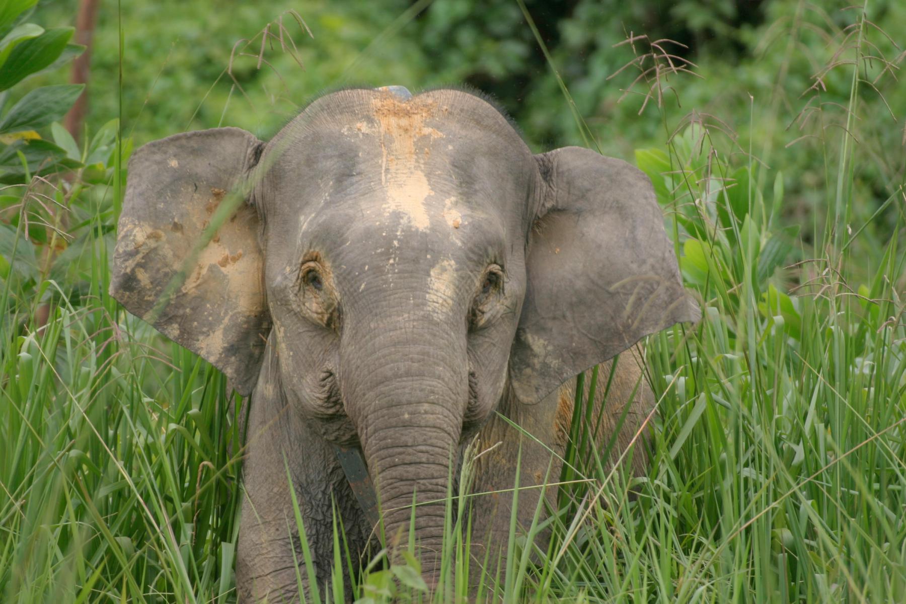 © WWF-Canon / A. Christy Williams Elefantunge