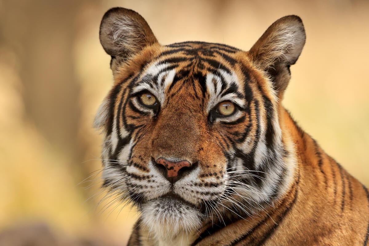 © Andy Rouse / naturepl.com / WWF Tiger.