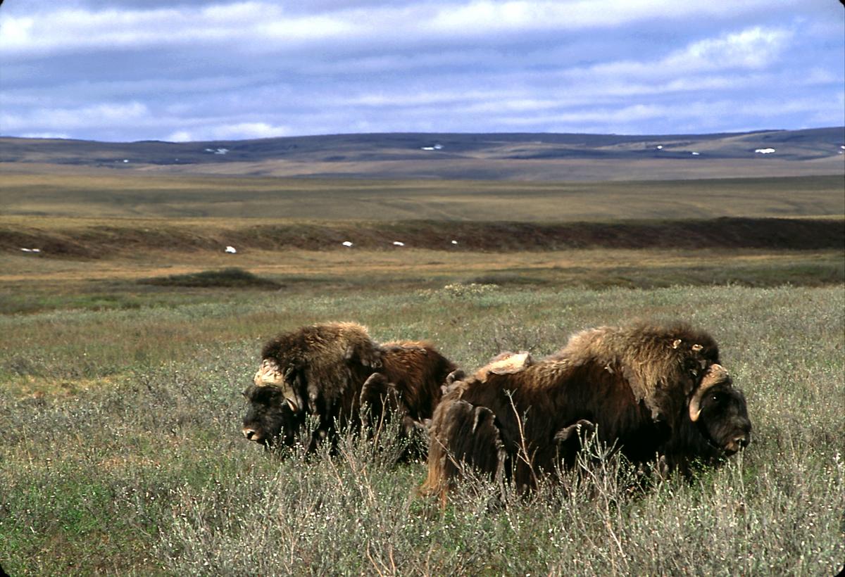 © Ken MADSEN / WWF-Canada Myskoxar på fält