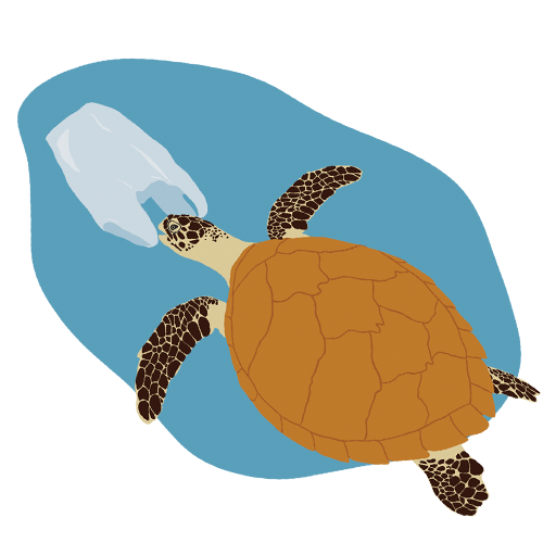 Havssköldpadda