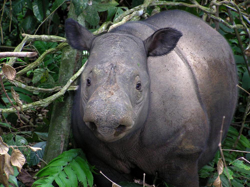 © WWF-Indonesia/Gert Polet Noshörning