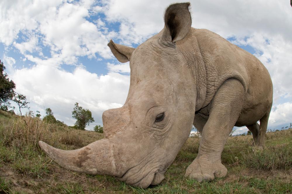 © naturepl.com/Mark Carwardine/WWF Noshörning