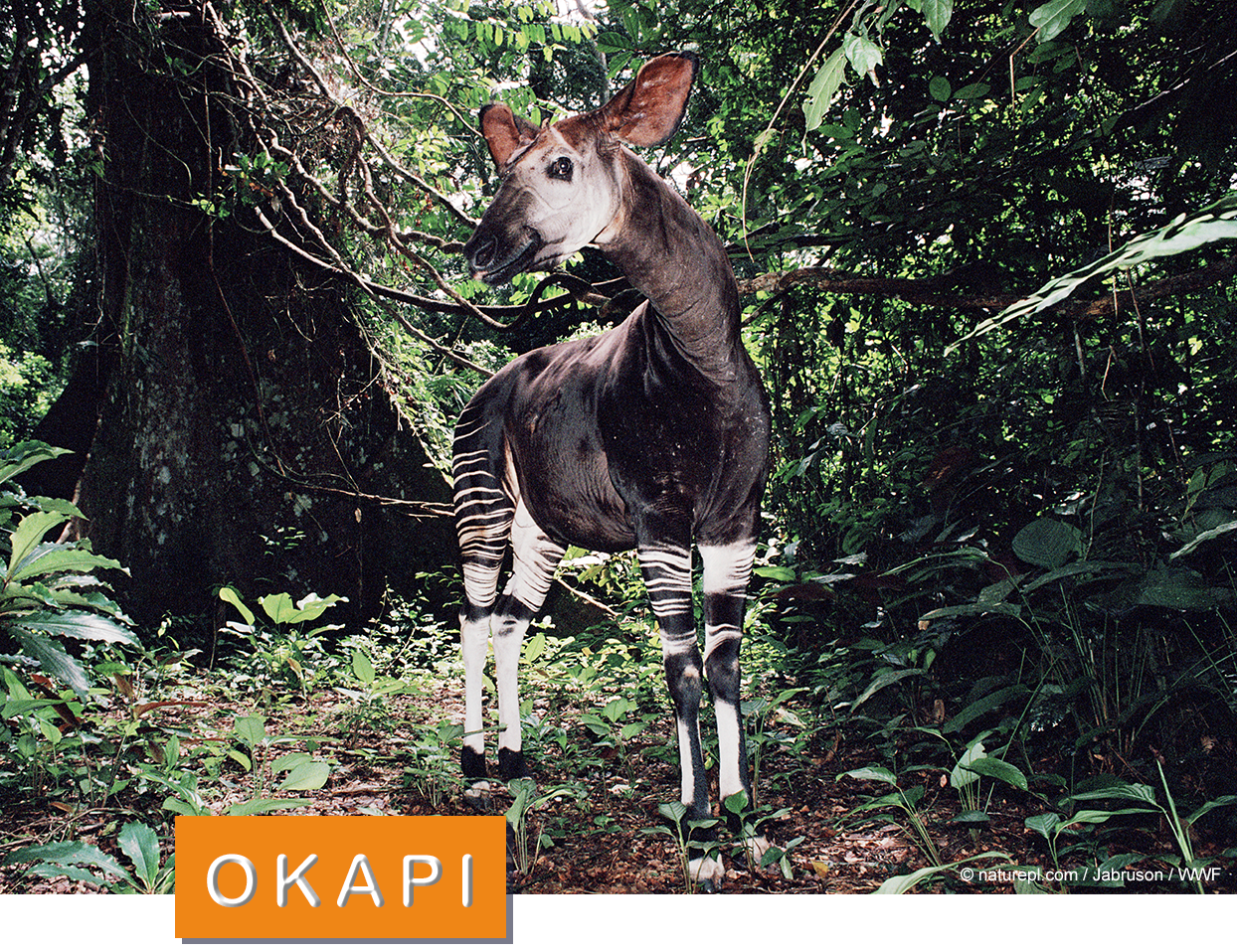 Okapi