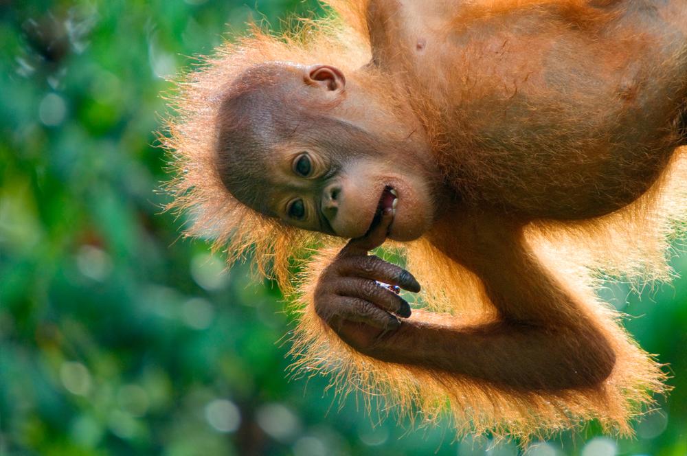 © naturepl.com / Edwin Giesbers / WWF Orangutang