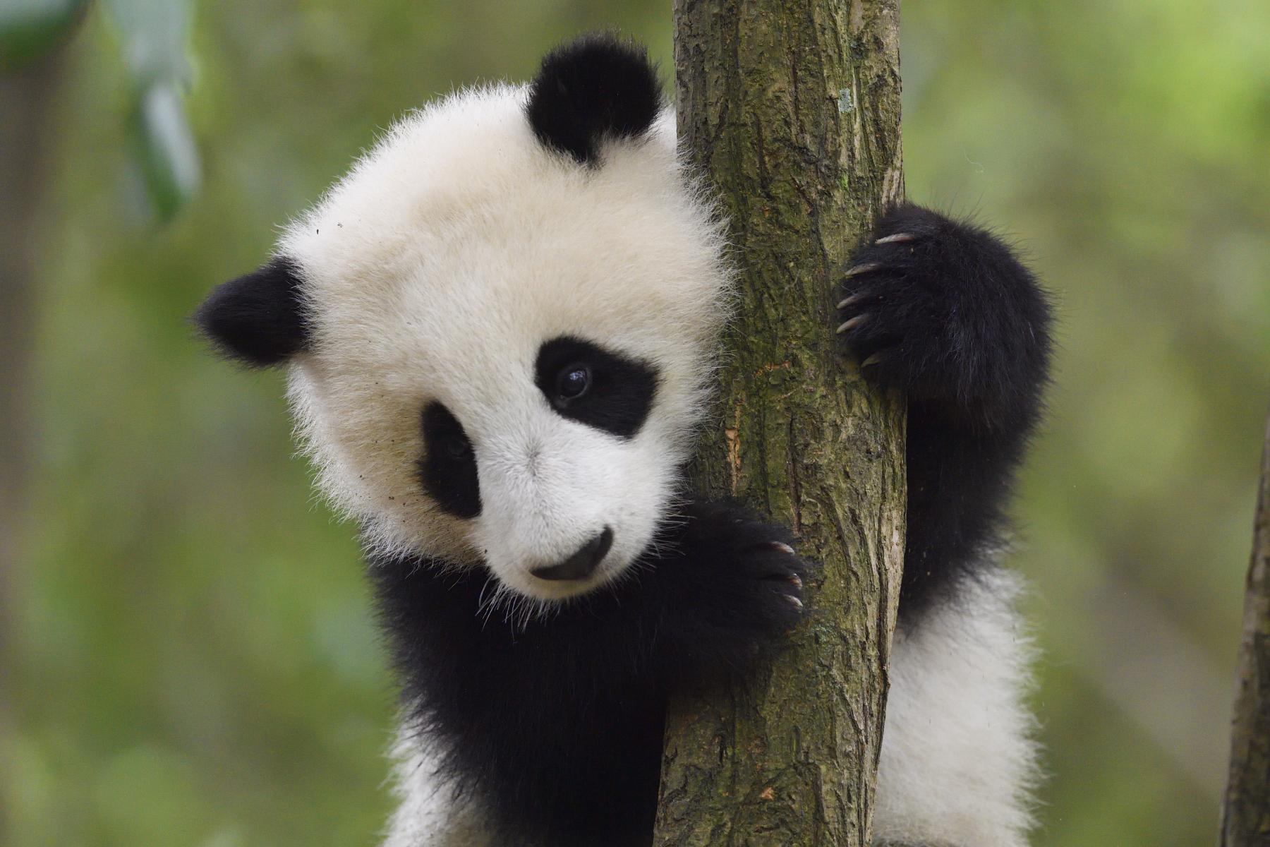© Staffan Widstrand / Wild Wonders of China / WWF Panda