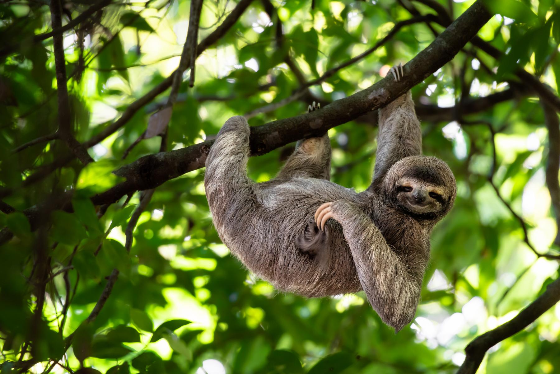 © Shutterstock / Lukas Kovarik / WWF Sengångare